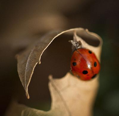 金毛狗梅茜《秋天必须要做的15件事》(张嘉佳) 金毛狗梅茜《秋天必须要做的15件事》(张嘉佳)