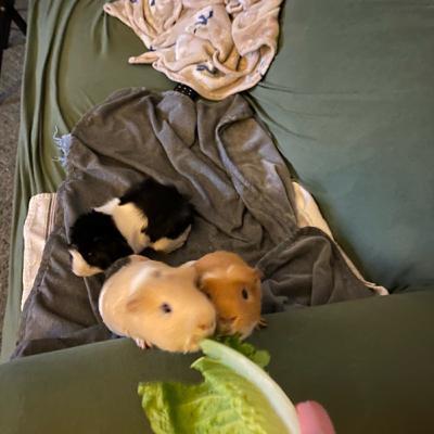 Getting started mainly talking about my animals Getting started mainly talking about my animals