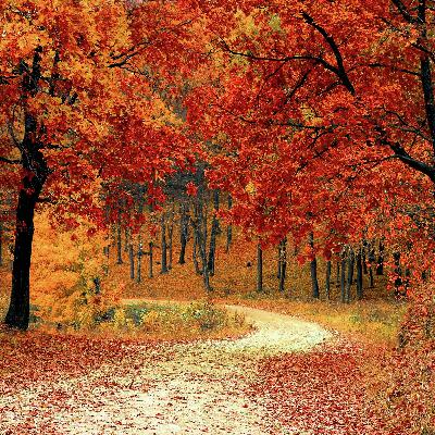 What impact does climate change have on the colour of trees in Fall?