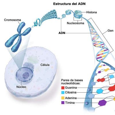 Potccast ( naturaleza de la información genetica ) Potccast ( naturaleza de la información genetica )