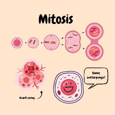 Mitosis Mitosis