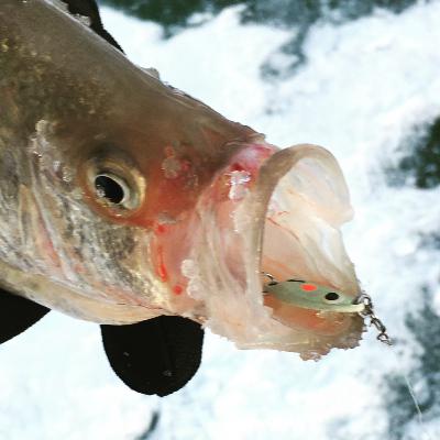 Kansas Crappie Record Fraud and Ethics in Fishing