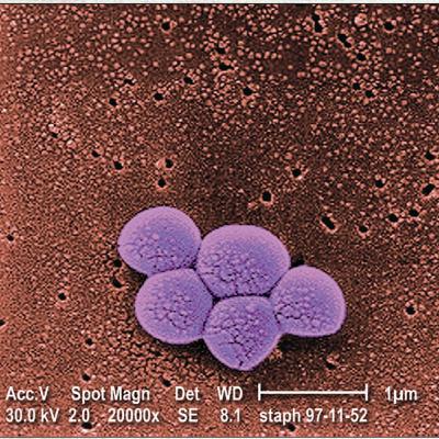 The Mechanism of Transcription in Bacteria (CMB part 4 ) The Mechanism of Transcription in Bacteria (CMB part 4 )