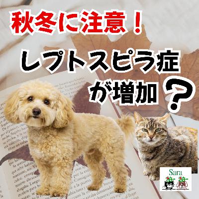 #1024. 秋冬はレプトスピラ症が増加❓ワクチン・抗体検査の質問に回答🐱🐶