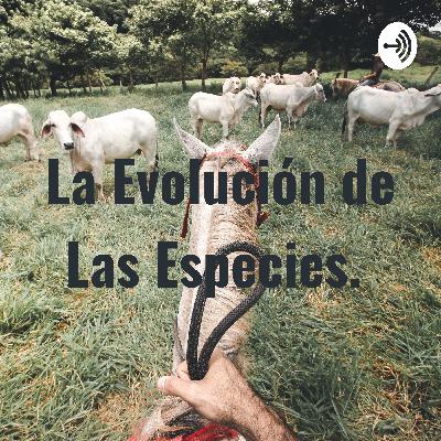 La evolución de las especies