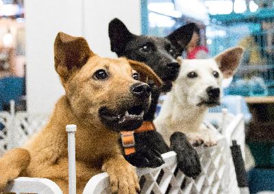 New administrator for Wisconsin DMV, The officers dedicated to protecting animals