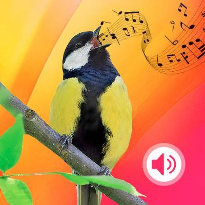 Sabias que.. escuchar el canto de los pajaritos🐦 nos trae beneficios terapéuticos? Sabias que.. escuchar el canto de los pajaritos🐦 nos trae beneficios terapéuticos?