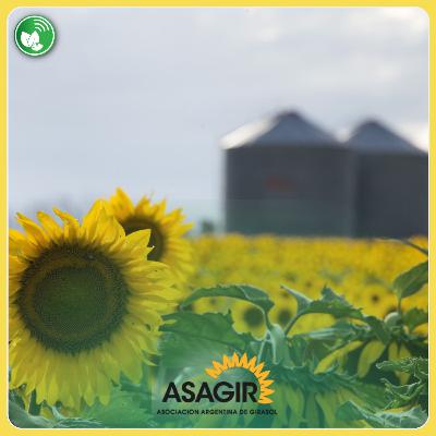 Girasol en crecimiento: mercados, clima y oportunidades para el productor