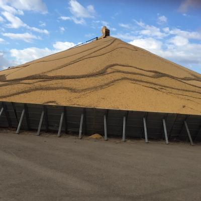 Morning Ag News, October 13, 2025: What should you do with grain that's left to sell?