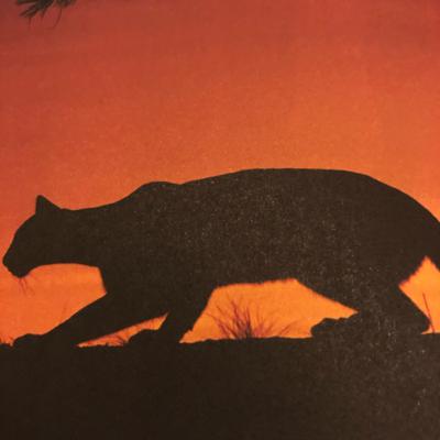Great Cats Great Cats
