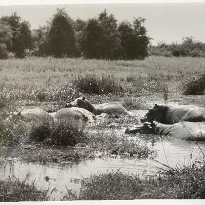 29. A Trek down the Nile - William Keeling 29. A Trek down the Nile - William Keeling