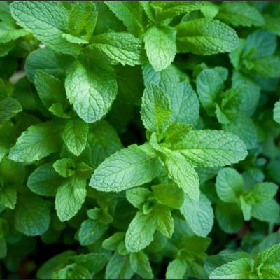 Growing Mint Plant from Seed: How to Successfully Plant, Grow, and Harvest Mint Plants at Home with Proven Organic Tips from Bloom Ranch of Acton