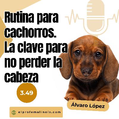 3.49 Rutinas para Cachorros: El Secreto para No Perder la Cabeza