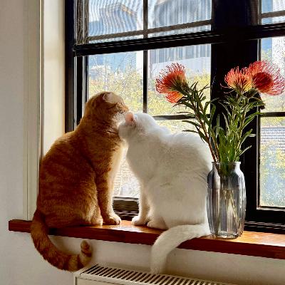 Steve说278期 - 小缅&豆豆 - 如何让猫咪做你的心理咨询师？