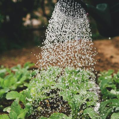 Ep. 455: Remix ‘26 & Zen Gardening