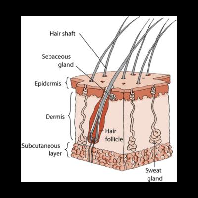 Skin Health and Equine Nutrition