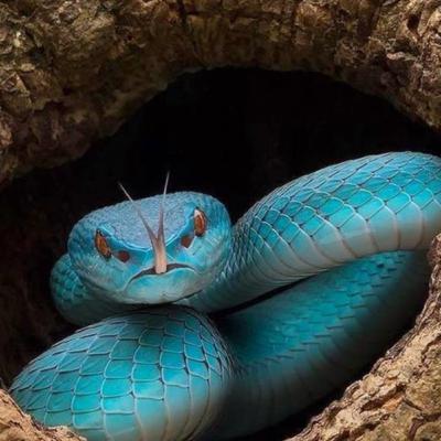 LIMBIC MISERY LIMBIC MISERY