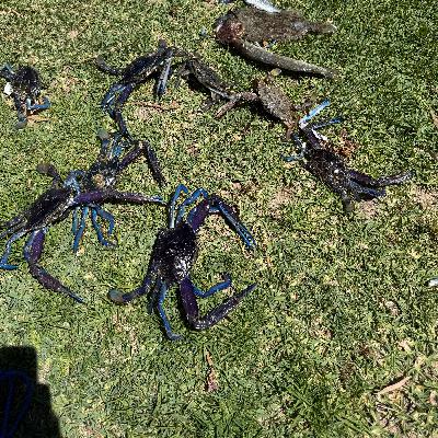 Cockburn and Crabs