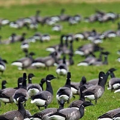Bidding Farewell To Our Brent Geese