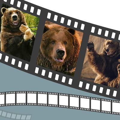 The Bear - Starring: Bart The G.O.A.T Bear