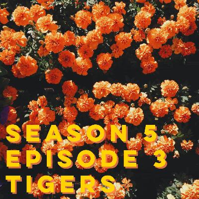 S5E3: Tigers