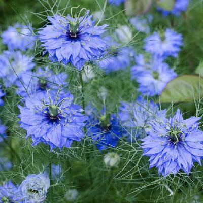 Ep 62: Herb Profile: Nigella Sativa / Black Seed Oil