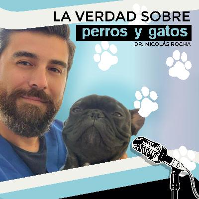 La Verdad sobre Perros y Gatos