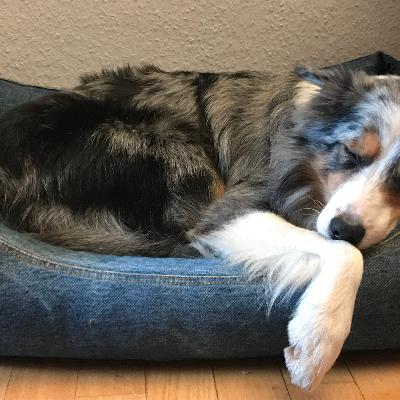 Wenn Hunde träumen