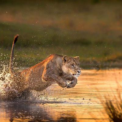 1091: Tips for Staring Down the Big Cats