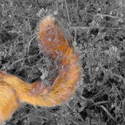 #03. Ode til skoven #03. Ode til skoven