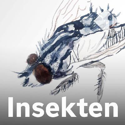Die Fleischfliege