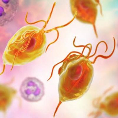 Episodio 2. Protozoarios: Clasificación y morfología Episodio 2. Protozoarios: Clasificación y morfología