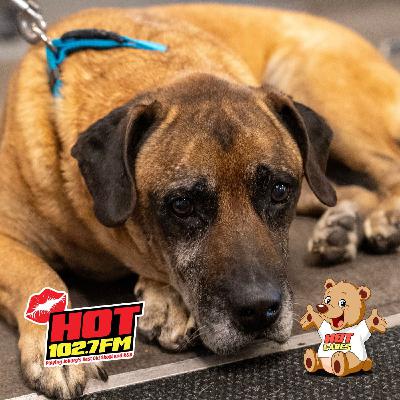 Hot Cares helps Happy Yappers create more second chances for rescued dogs