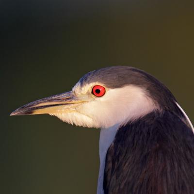 Baleful Stares with Beady Red Eyes Baleful Stares with Beady Red Eyes