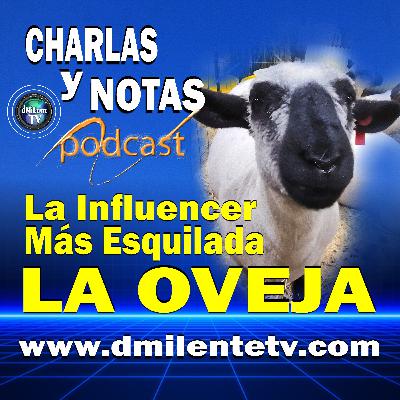 La Oveja, la influencer más esquilada - 🐑🐑𝗥𝗮𝘇𝗮𝘀 𝗱𝗲 𝗢𝘃𝗲𝗷𝗮𝘀