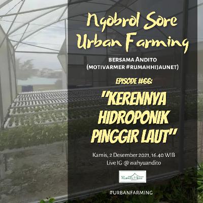 Kerennya Hidroponik Pinggir Laut (NSUF #66)