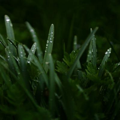 Spring Morning Rain for Deep Sleep, Relaxation & Focus – Gentle Rain Ambience for Calm and Clarity 9 Hours