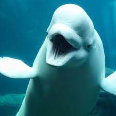 Our Frosty Friend the Beluga Whale