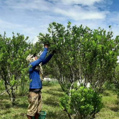 7000 Trees of Calamansi in a Bottle 7000 Trees of Calamansi in a Bottle