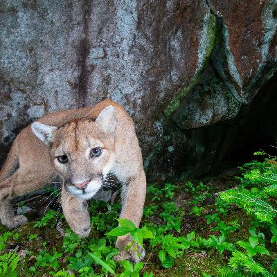 Enhancing Conservation Efforts through Camera-Trap Photography in the Superior National Forest