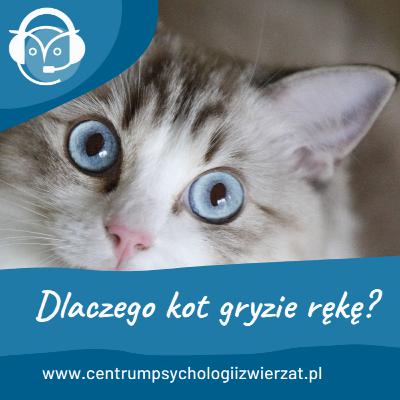 Dlaczego kot gryzie rękę? Dlaczego kot gryzie rękę?