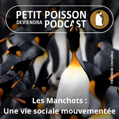 S05E15 Les Manchots : Une vie sociale bien mouvementée (Mathilde Chevallay)