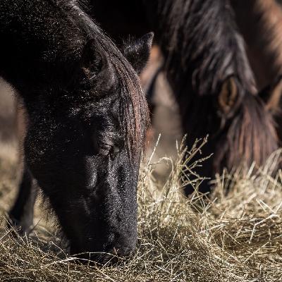 Ep. 087: Is Your Horse Deficient? The Critical Role of Vitamin A and E in Their Diet
