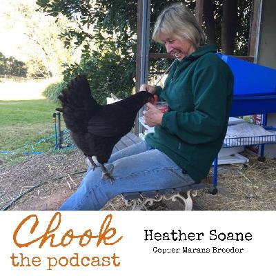 Heather Soane, First Australian to Exhibit Black Copper Marans