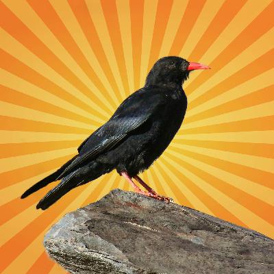 Le crave à bec rouge, voltigeur des falaises et oiseau de légende