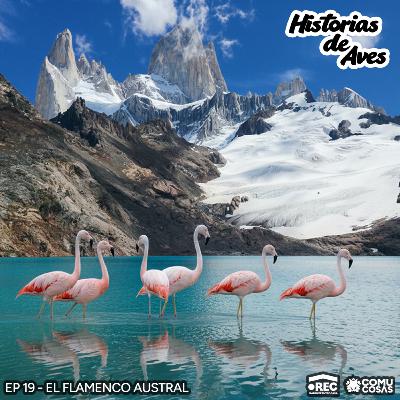 19: El Flamenco Austral