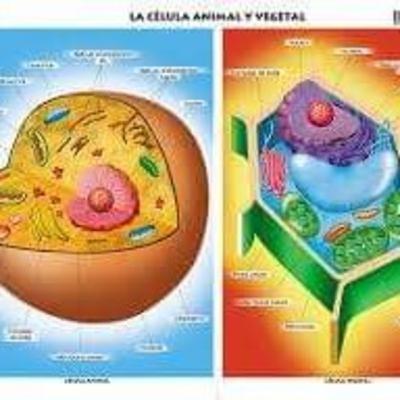 La células