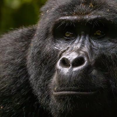 Friendship is an important factor in gorillas, not just humans