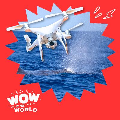 SnotBot! The Real Whale Snot Drone & How Scientists Study Whales
