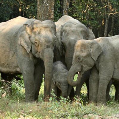 Asian elephants are endangered. second episode